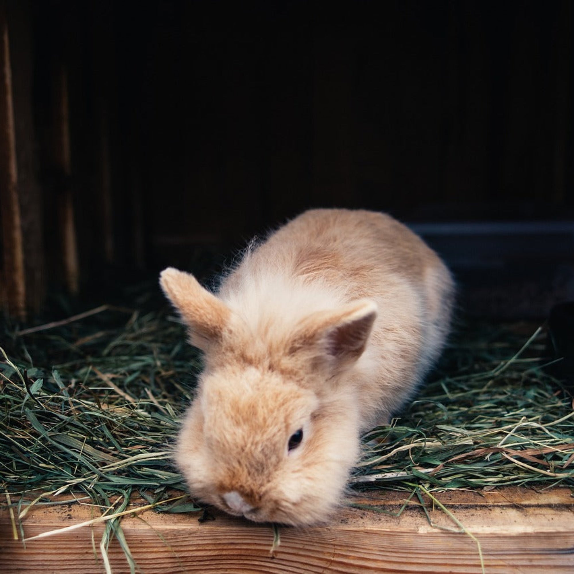 Beautiful view of Hay For Rabbits Breed