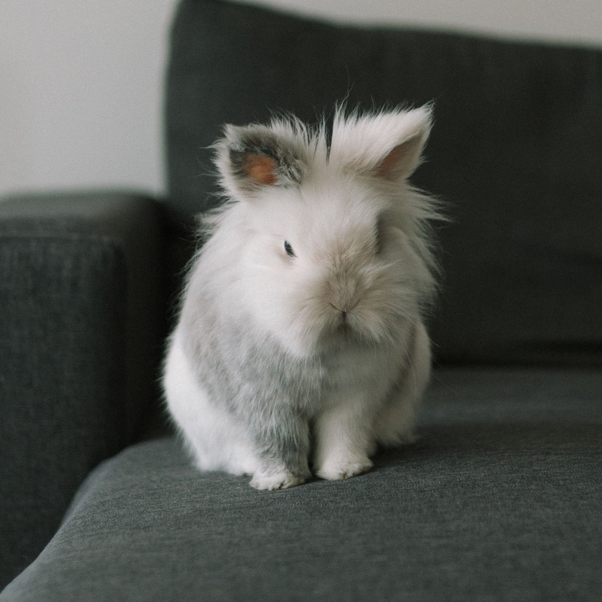 Why is My Rabbit Aggressive?