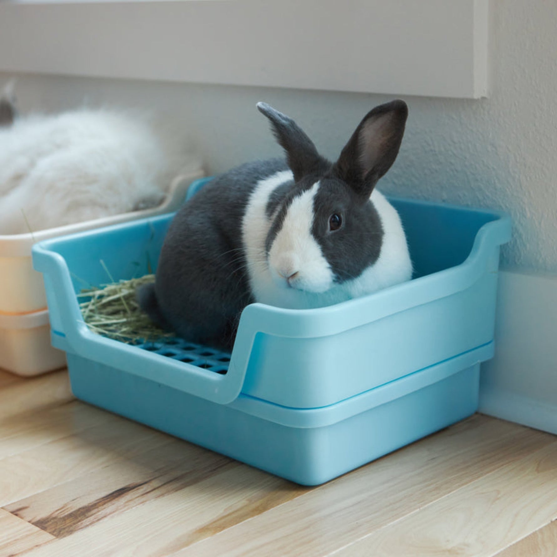 Behavioral Complaints in Pet Rabbits
