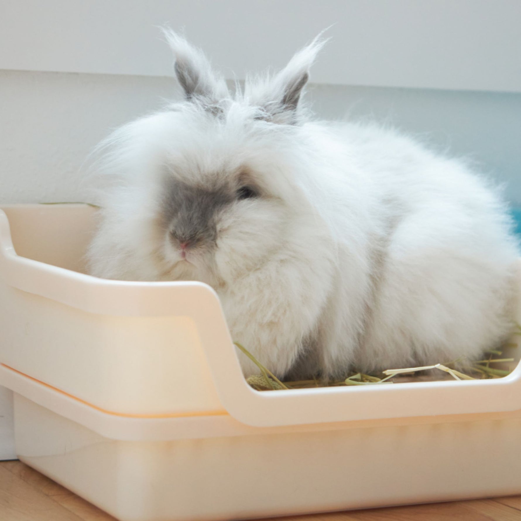 Brushing Your Rabbit's Fur Properly