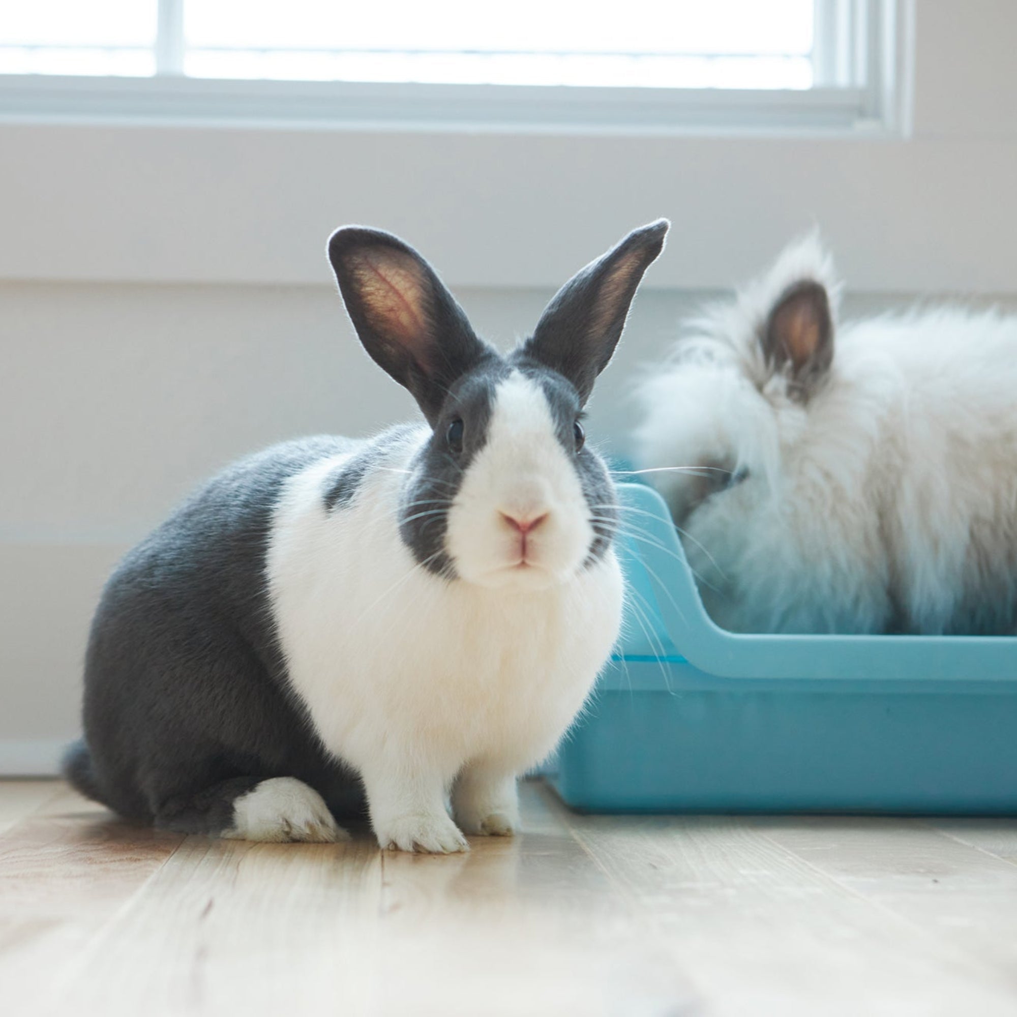 Characteristics of Rabbits that New Owners Should Know | HoppScotch.bun