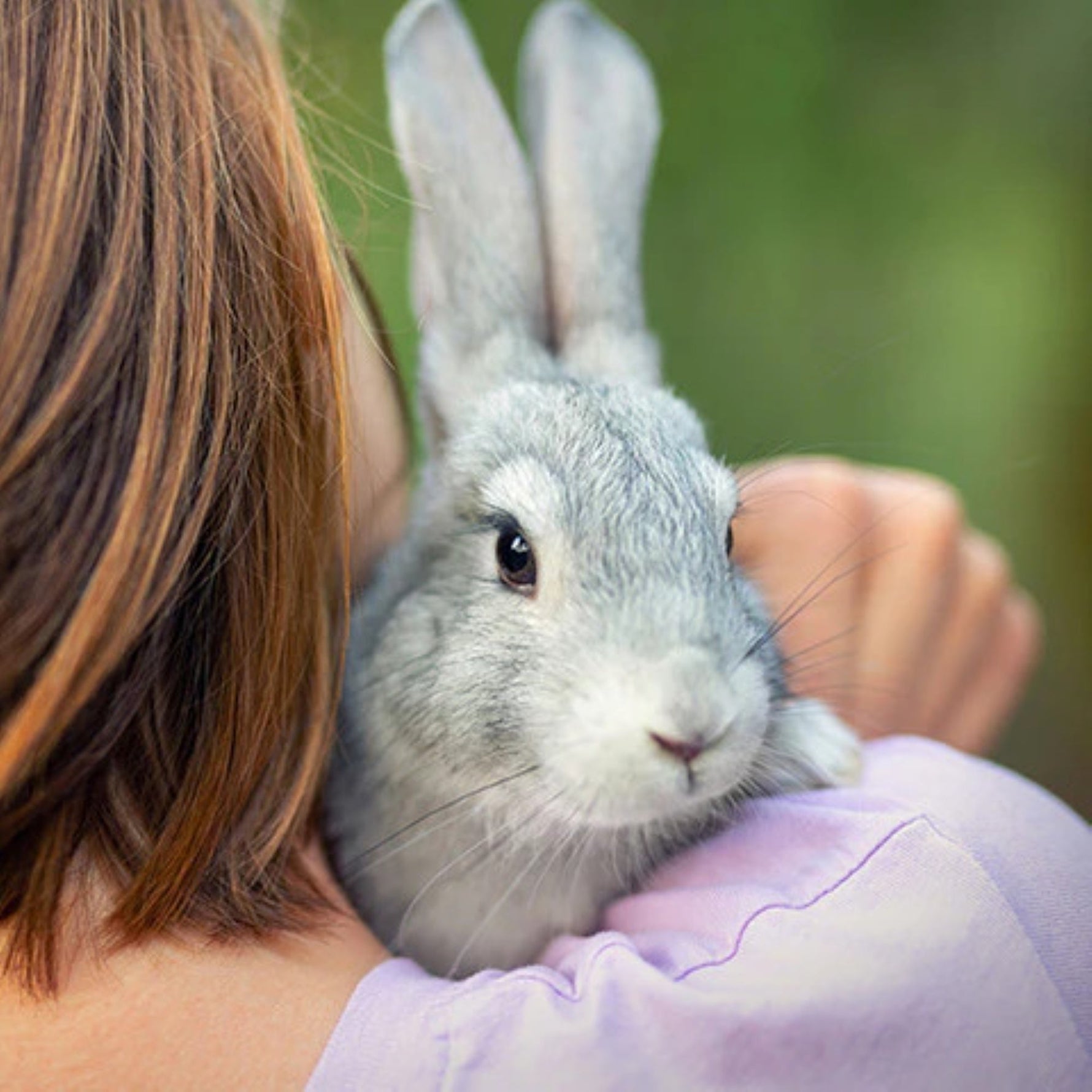Clear Signs to Know Your Rabbit Loves You