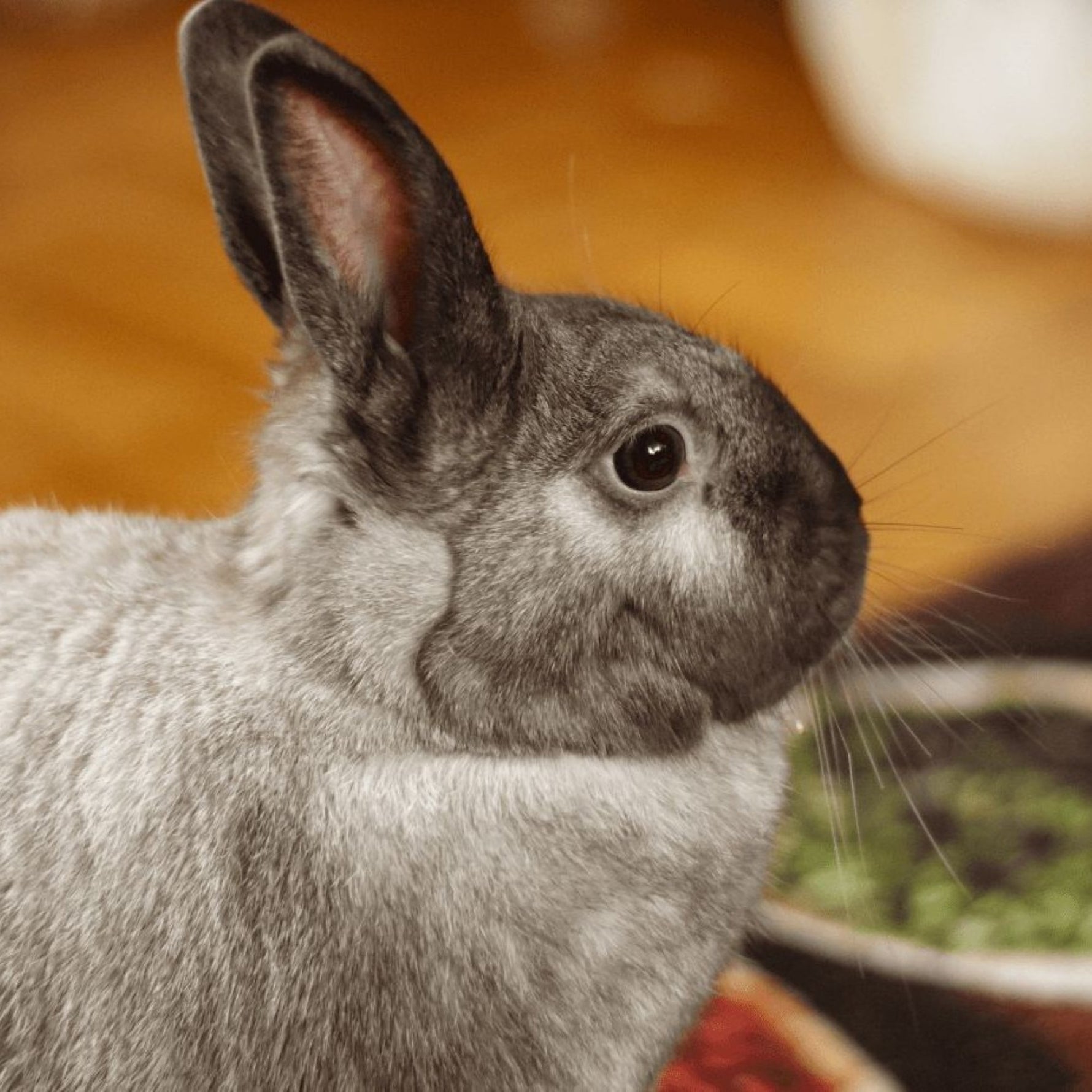 Creating the Perfect Indoor Rabbit Playpen: Tips for a Happy Bunny