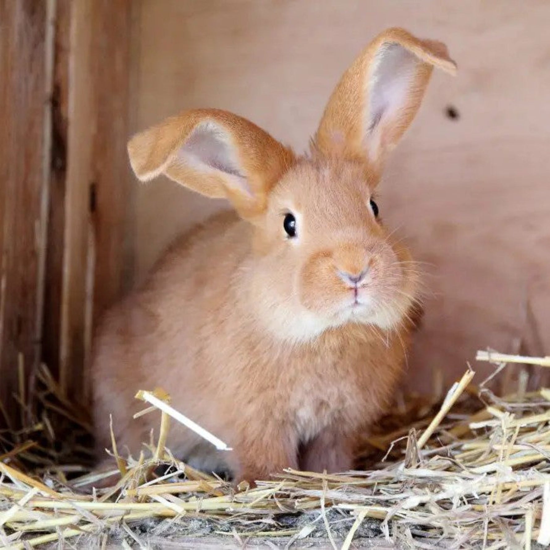 Do Rabbits Like Music?