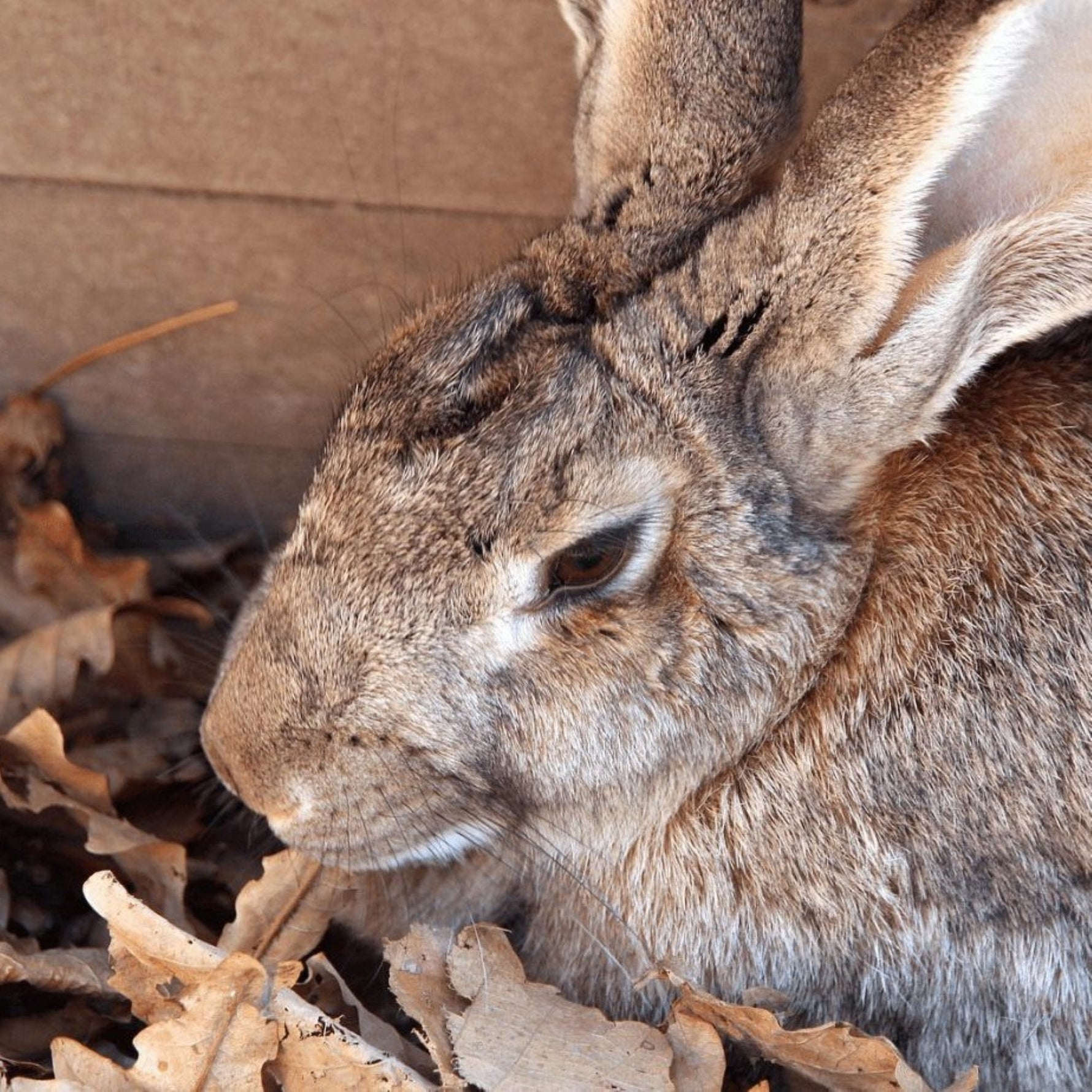 Flemish Giant: Largest Rabbit Breed