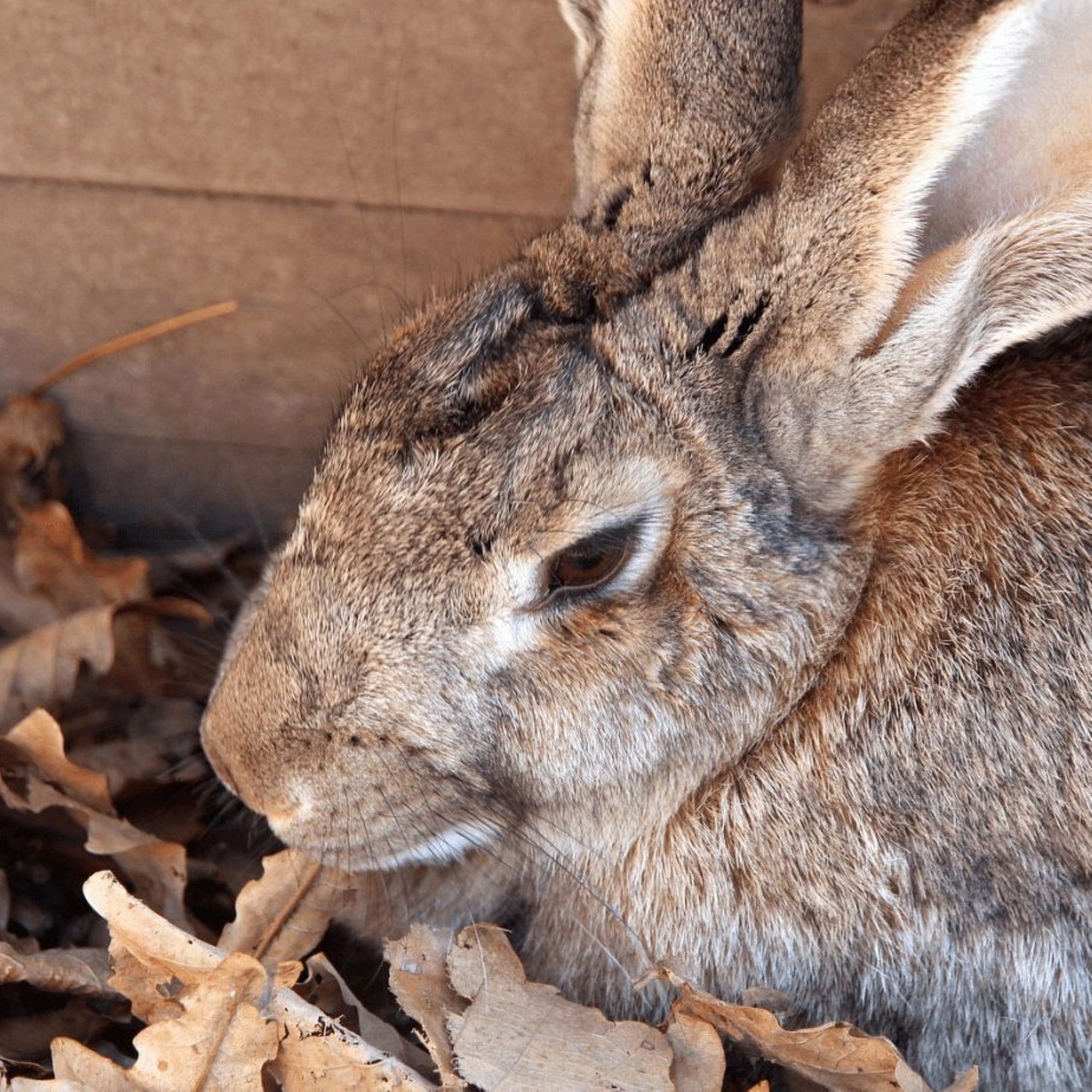 Flemish Giant: Largest Rabbit Breed