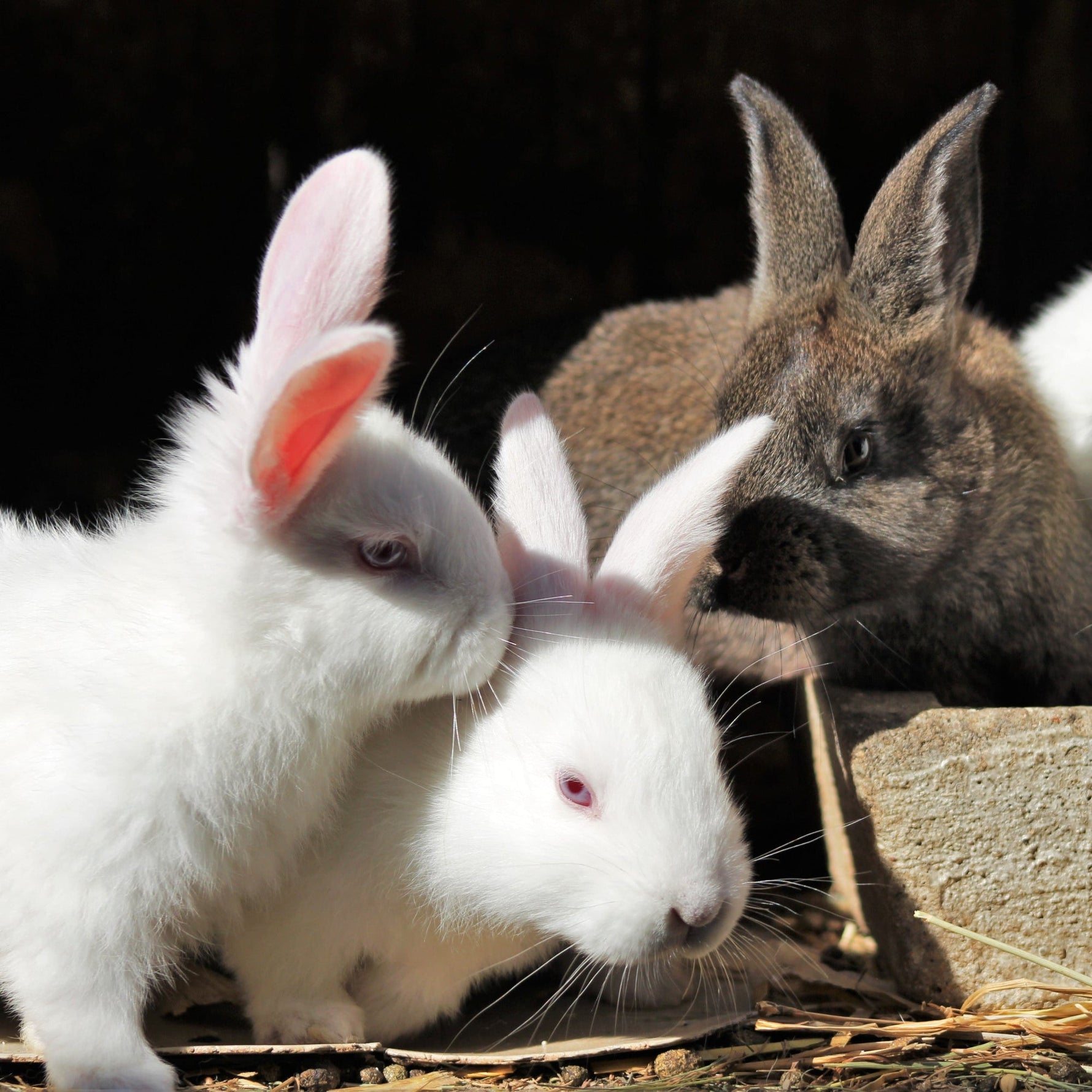 GI Stasis in Rabbits