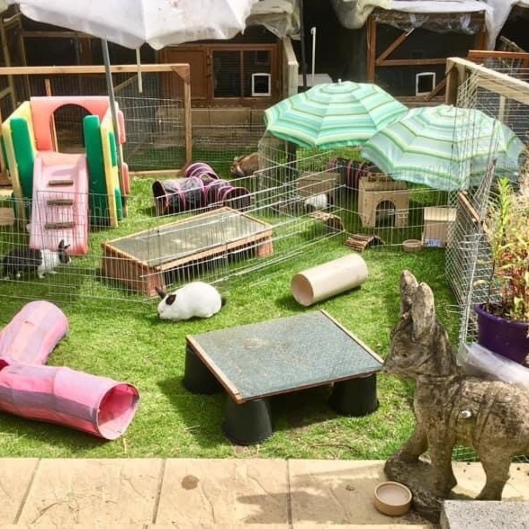 Hop Into a New Home: Rabbit Shelters for Adoption