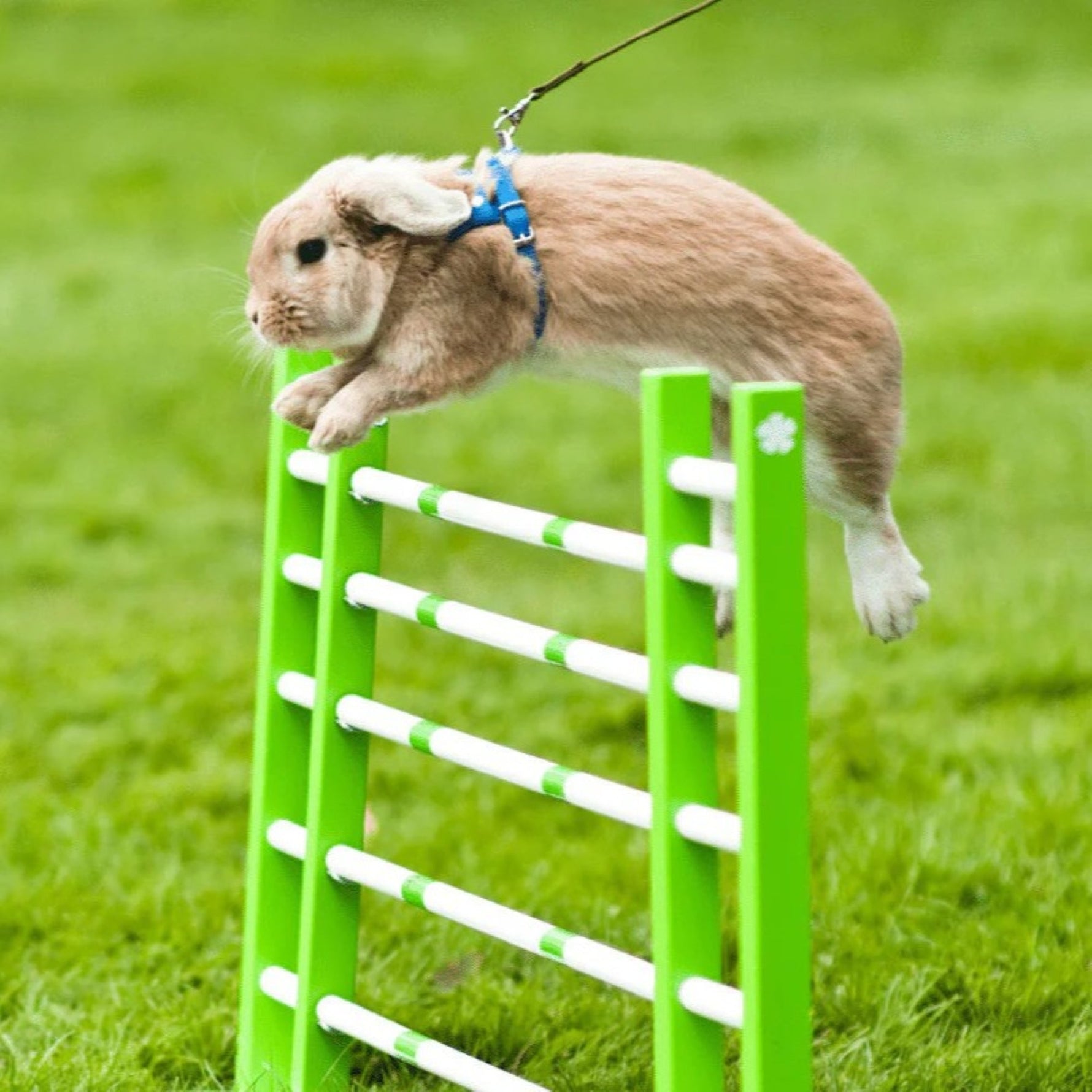Hop to It: 4 Simple Tricks to Teach Your Bunny!