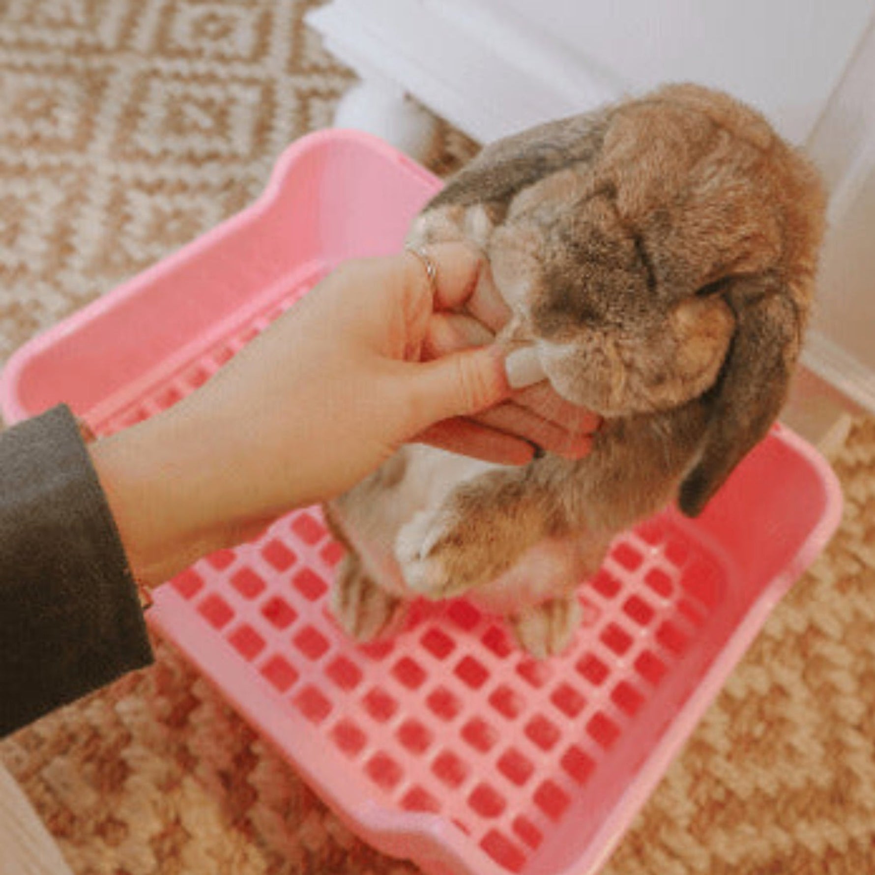 How to Bond With Your Bunny?