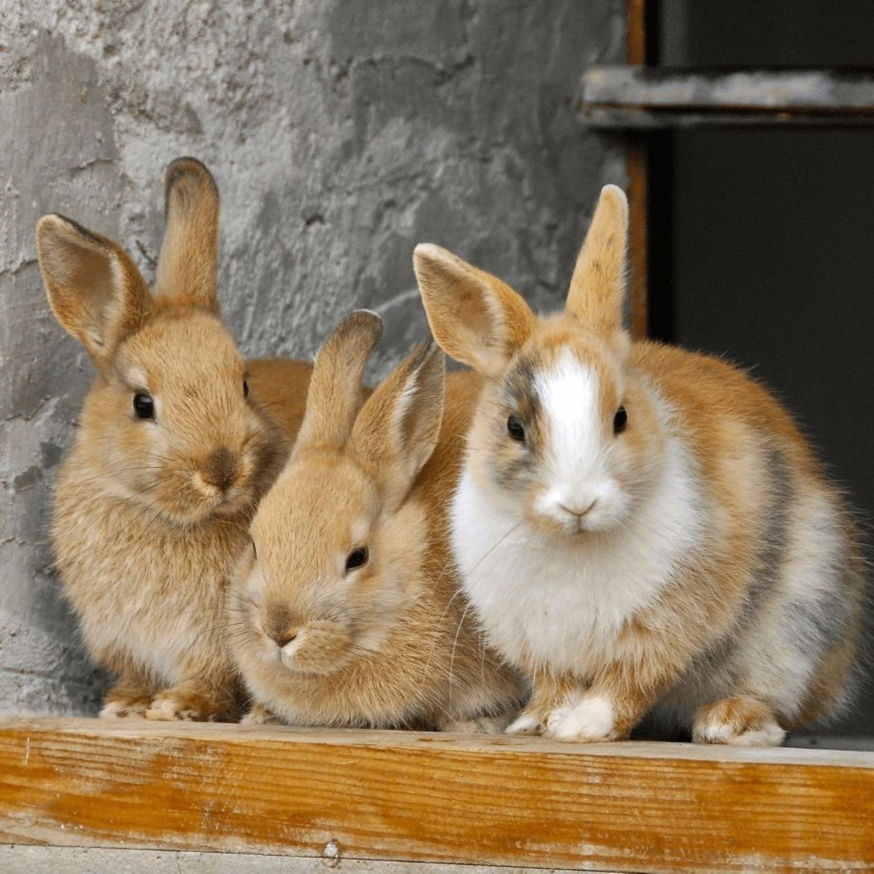 How to Take Care of Bunnies When They Don’t Like You?