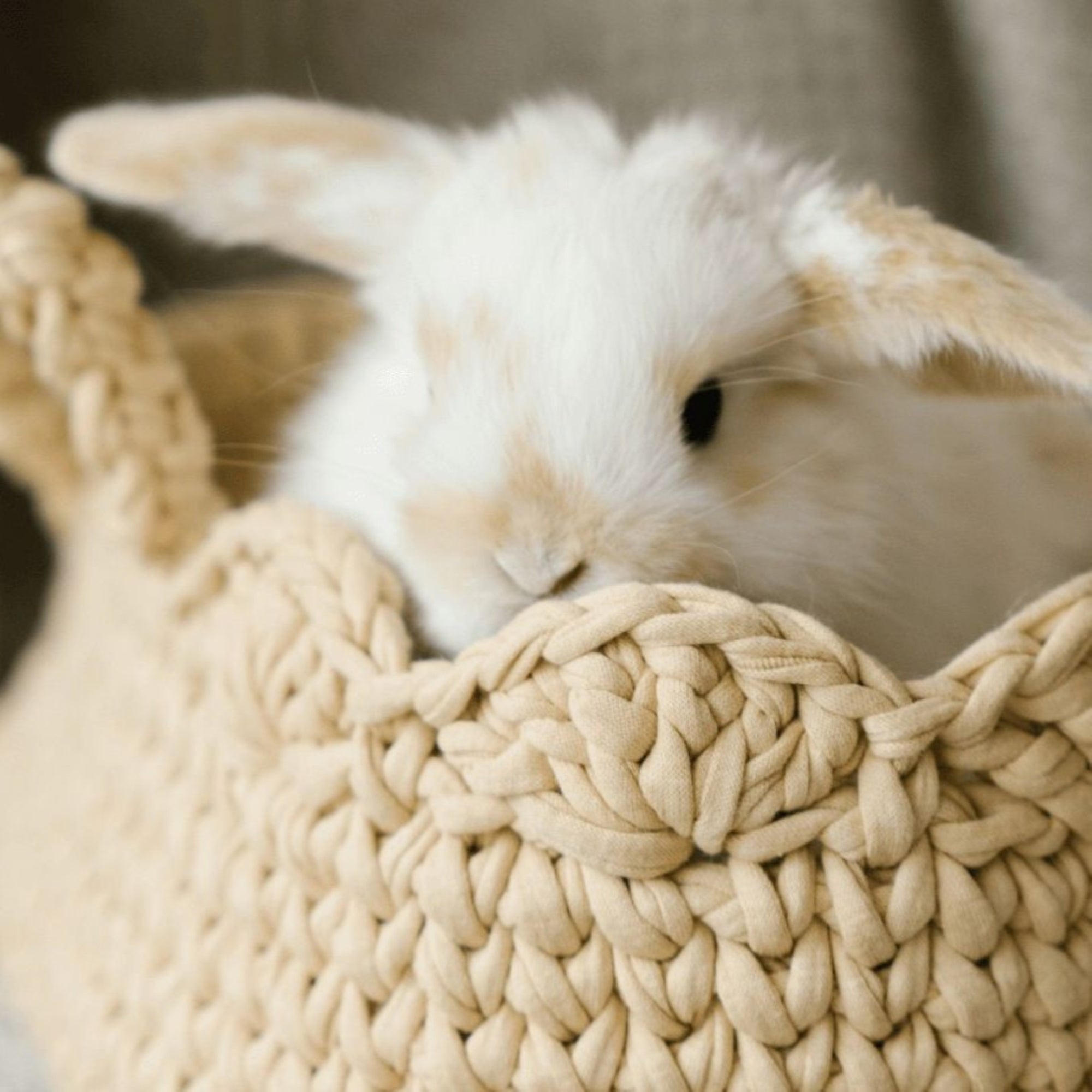 How to Take Care of a Rabbit in an Apartment?