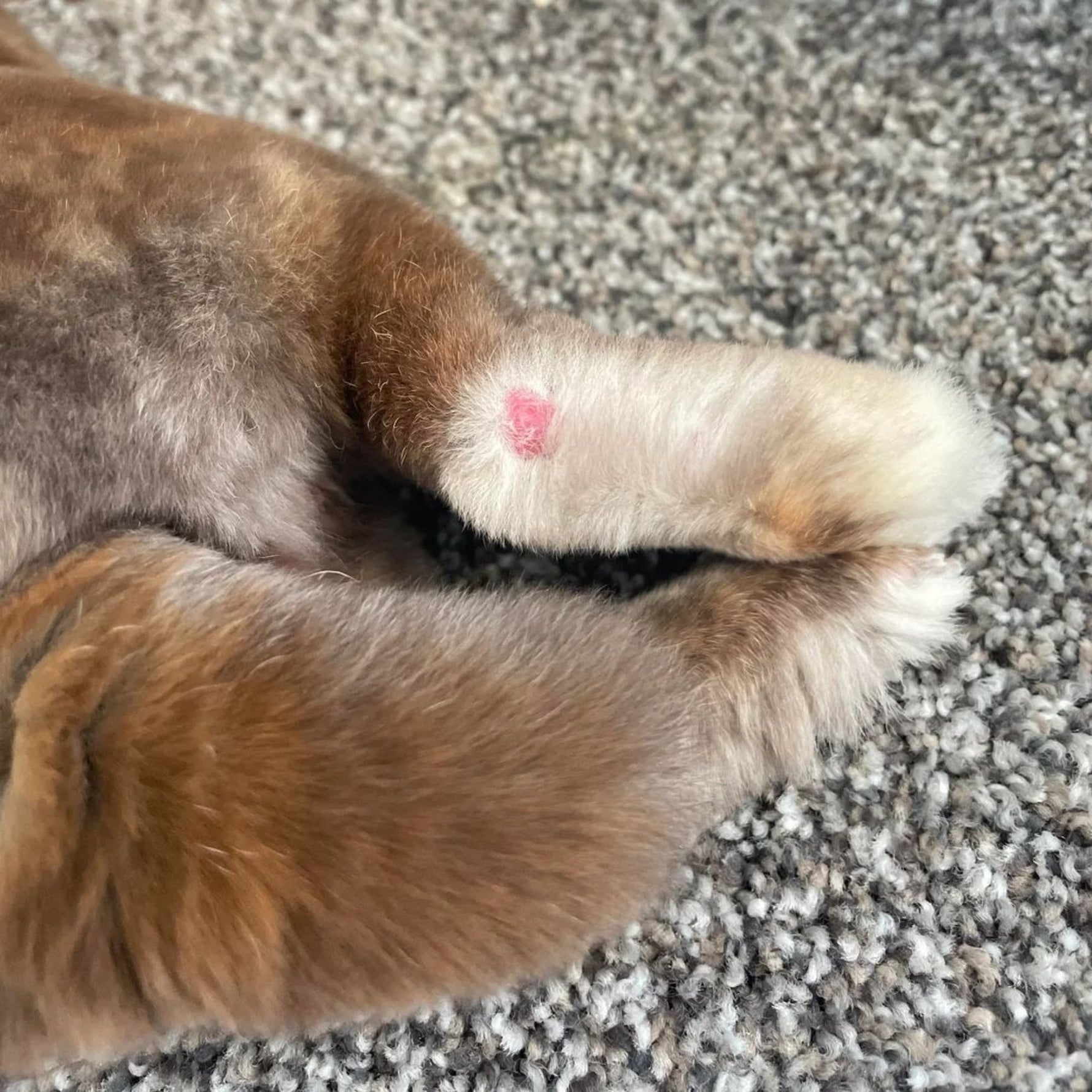 How to Treat Rabbit Sore Hocks