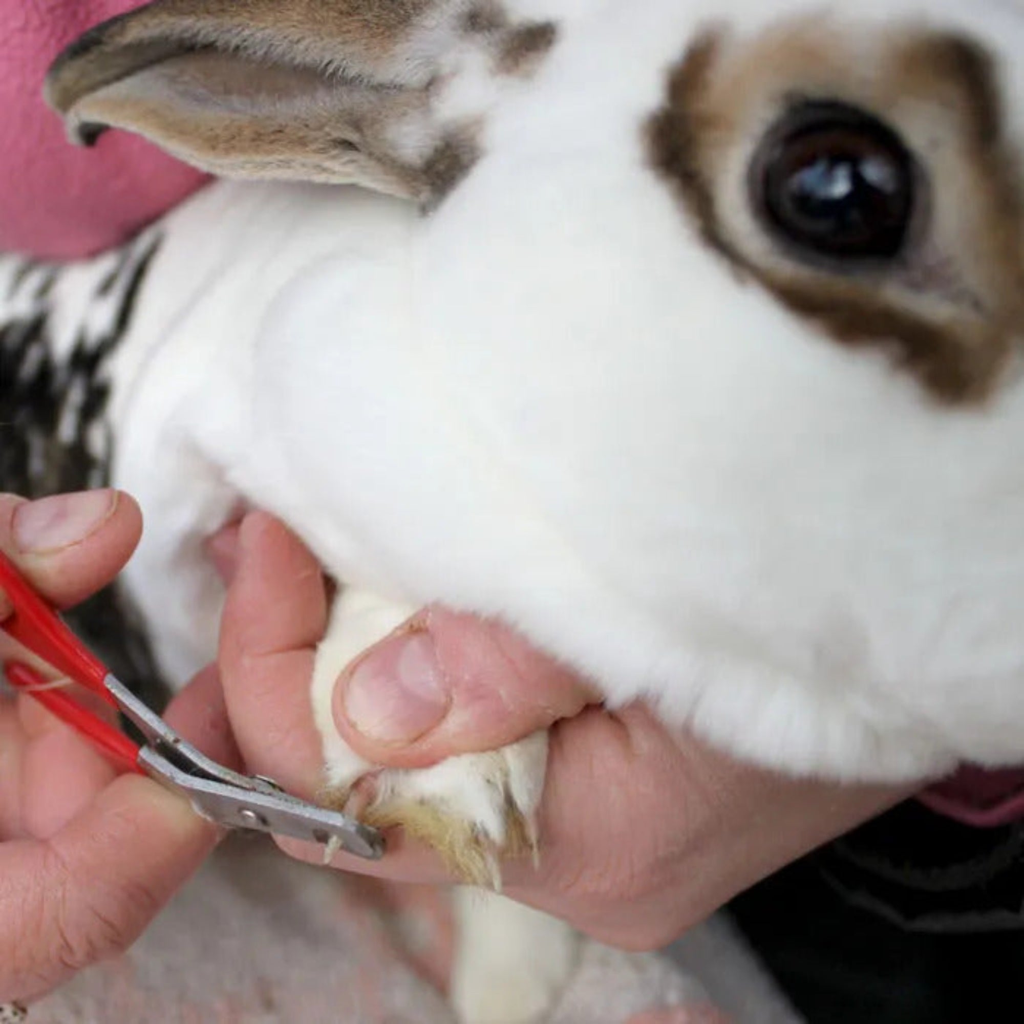 Trimming Rabbits How to Trim Rabbit's Nails? | HoppScotch.bun