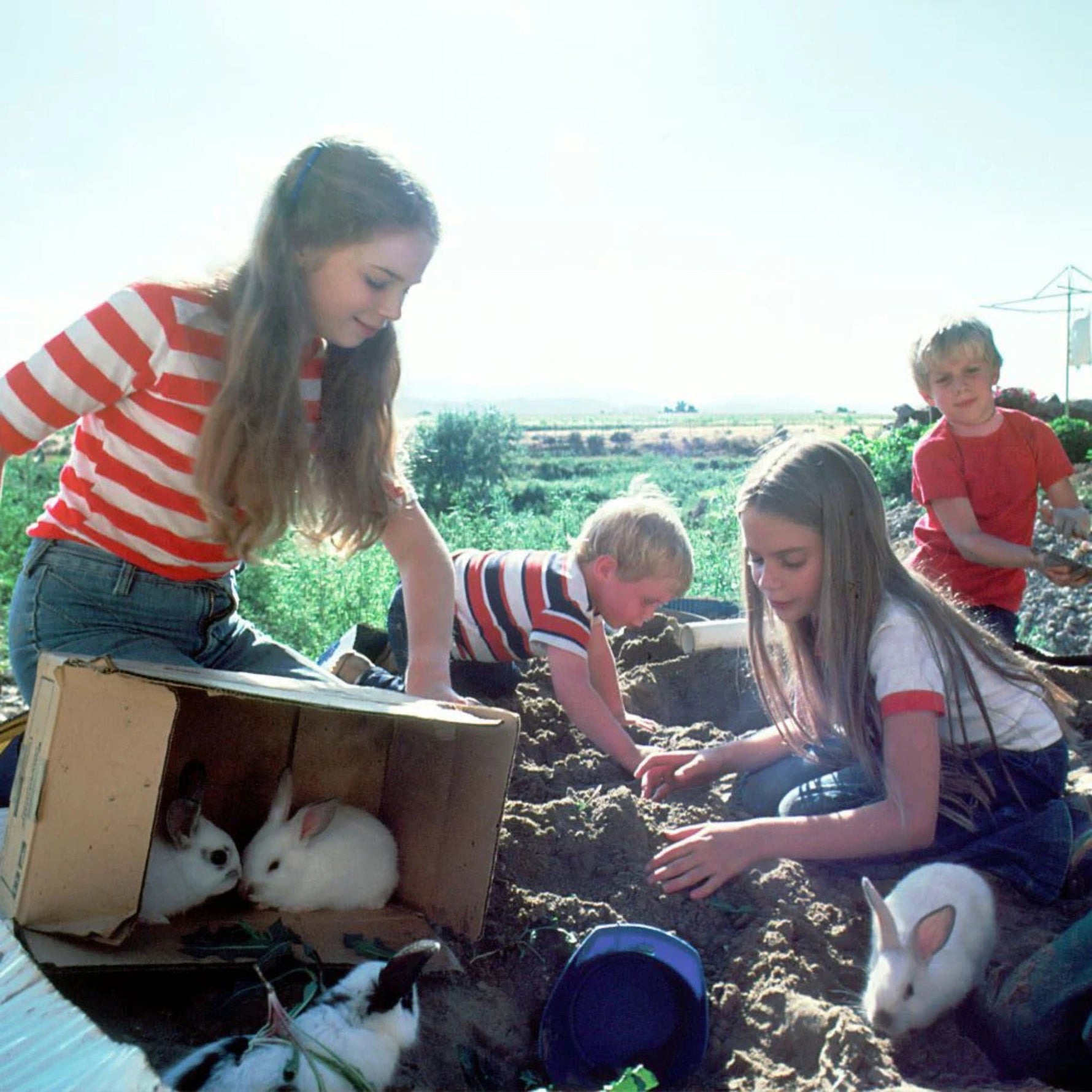 Kids Around Bunnies: Is It Safe?
