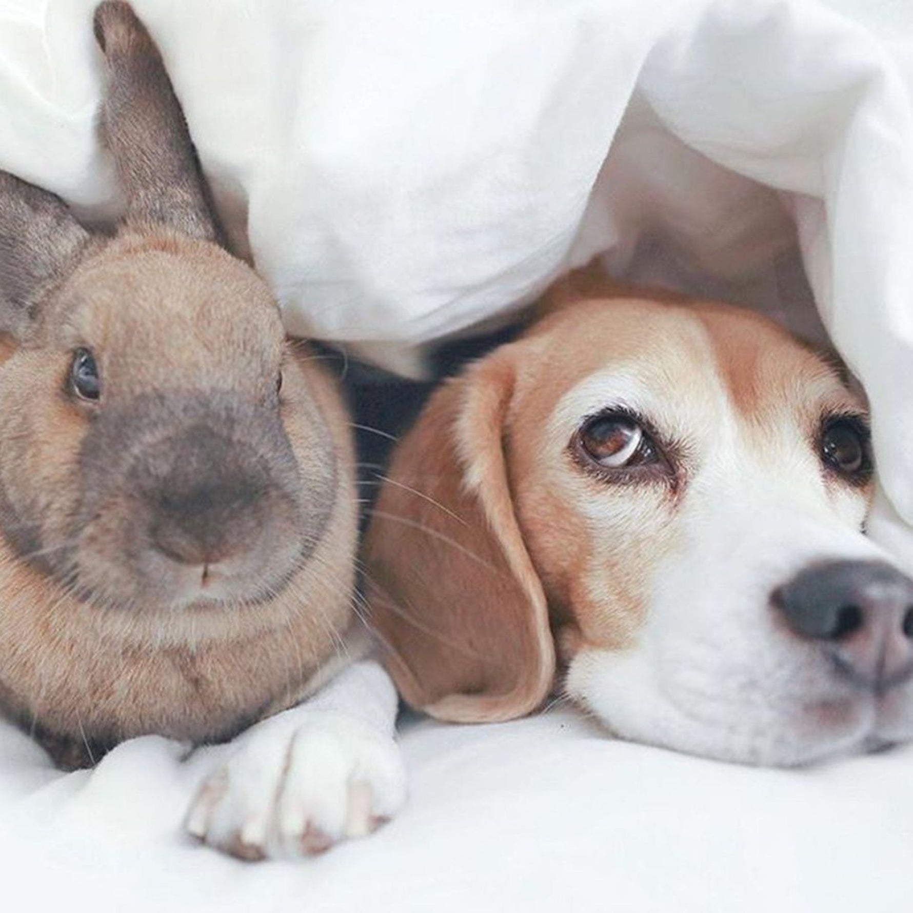 Life as a Rabbit Owner vs. a Dog Owner