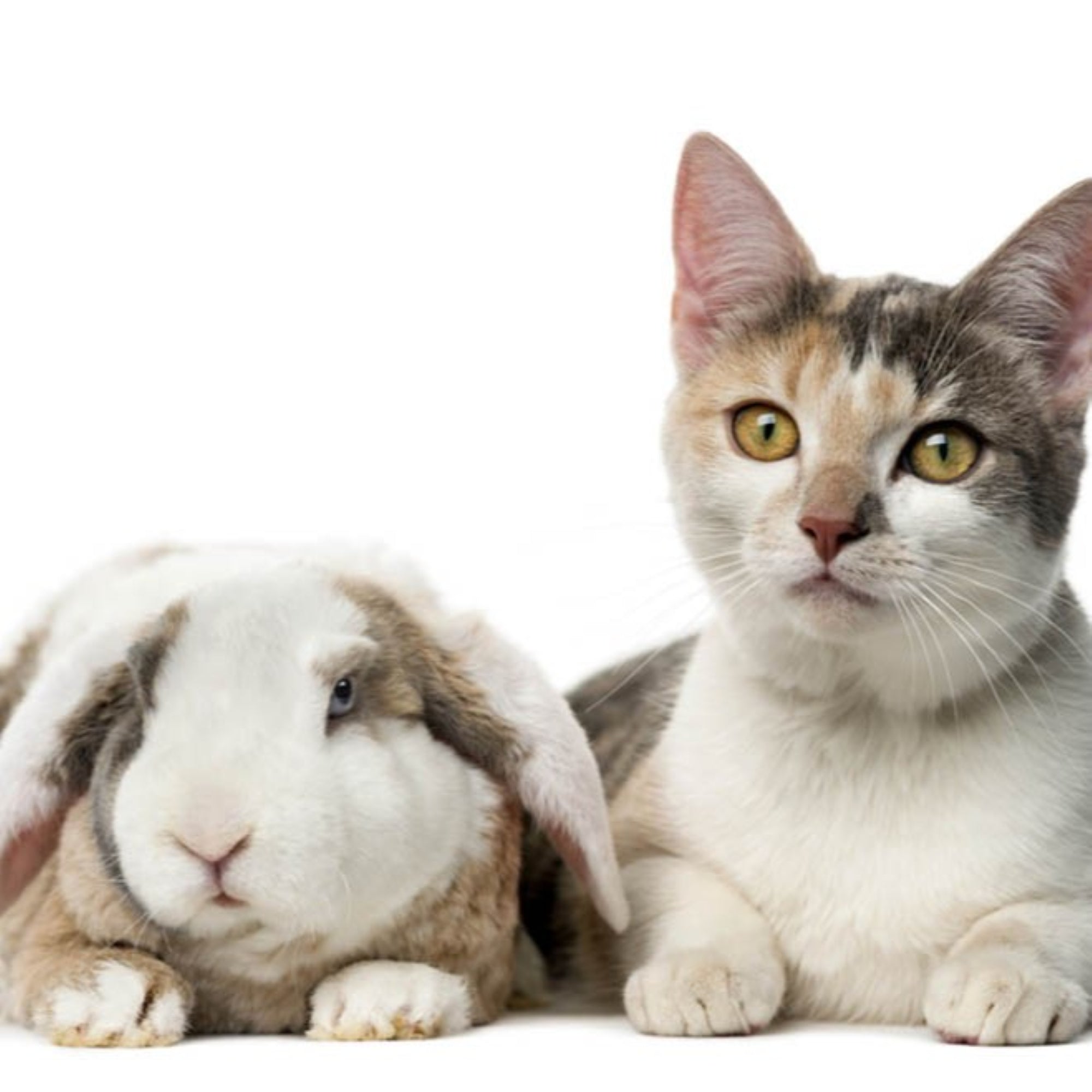 Life of a Rabbit Owner vs. a Cat Owner