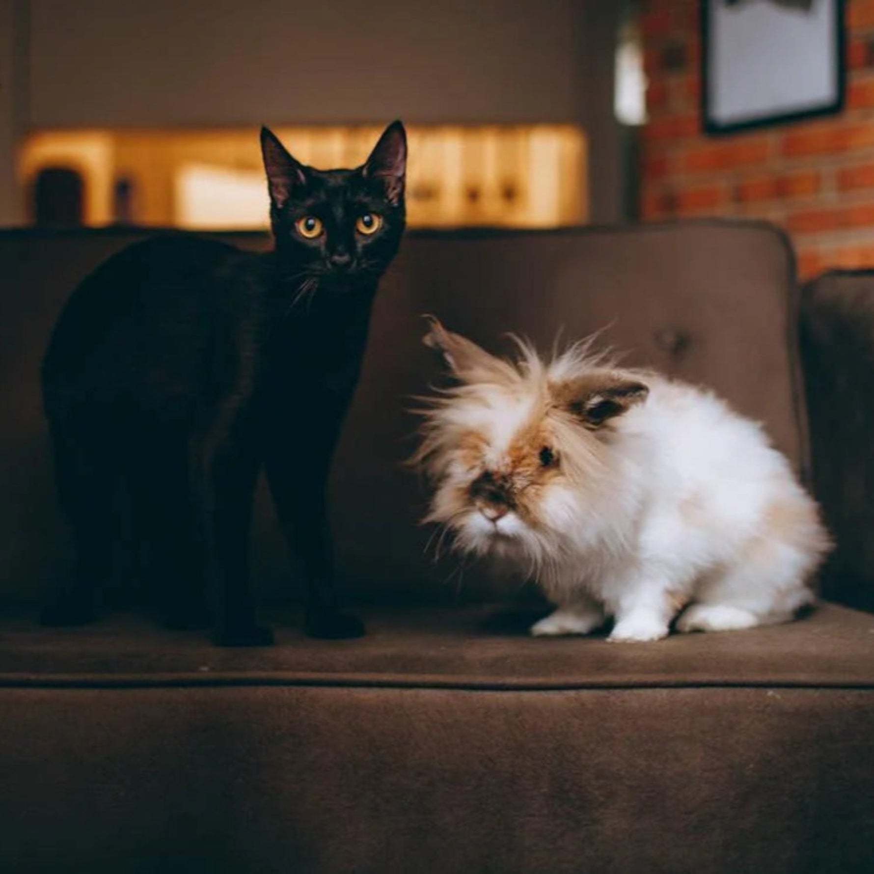 Navigating the Joys of Having Cats and Rabbits as Companions