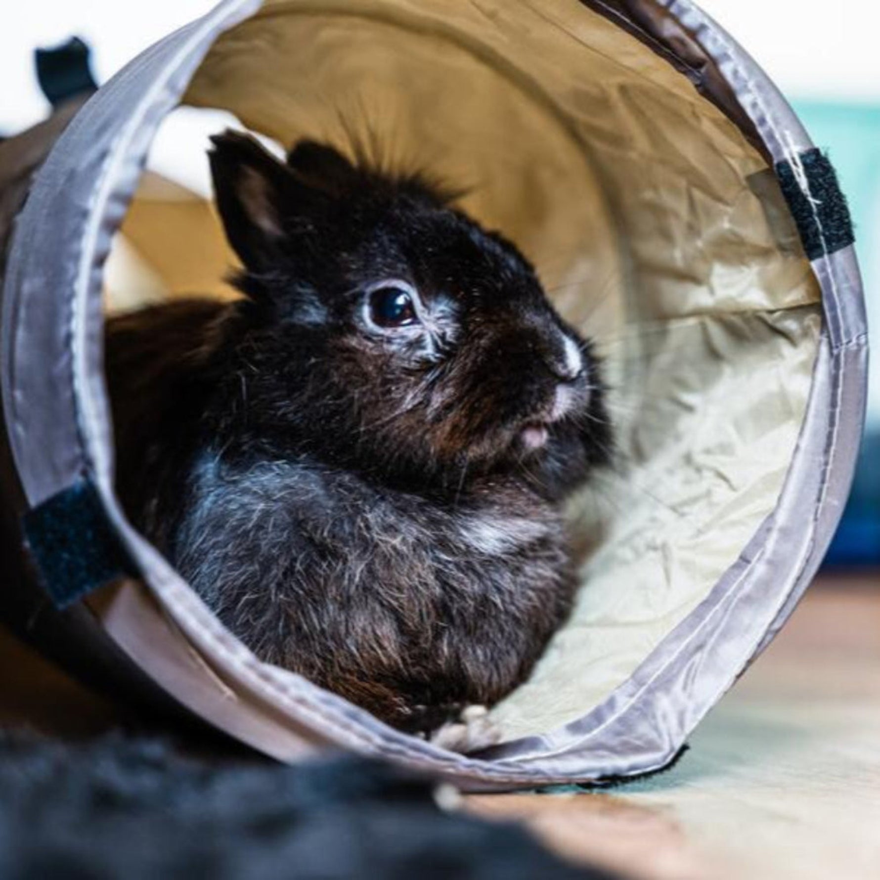 Owning a Rabbit: Expectation vs. Reality