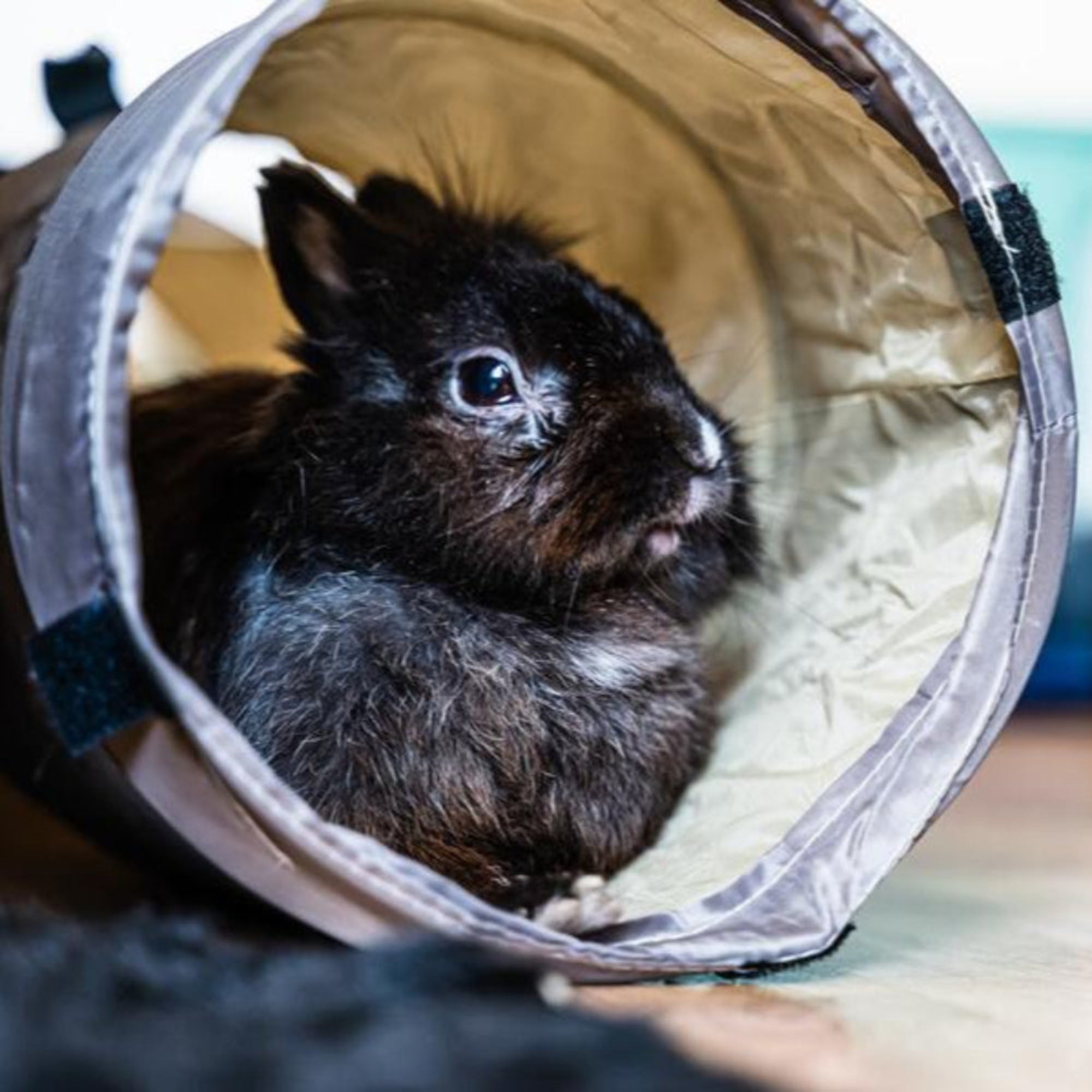 Owning a Rabbit: Expectation vs. Reality