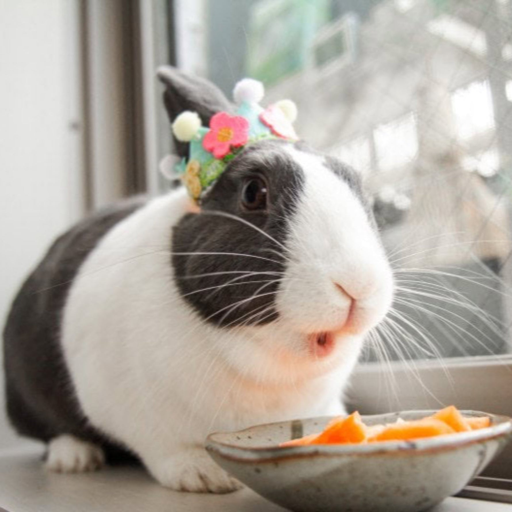 Pet Rabbit Care: Dos and Don'ts