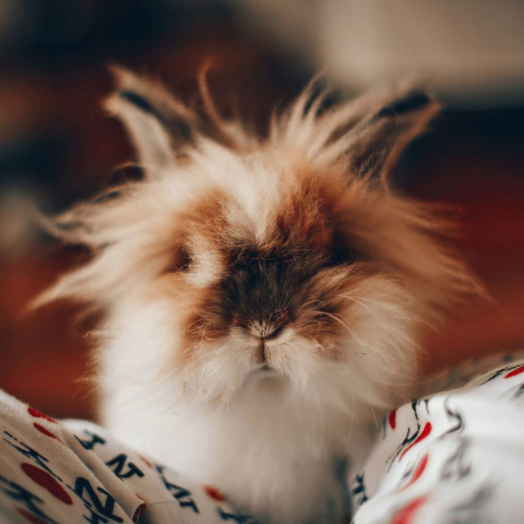 Preparations Before Having Free-Roaming Rabbits