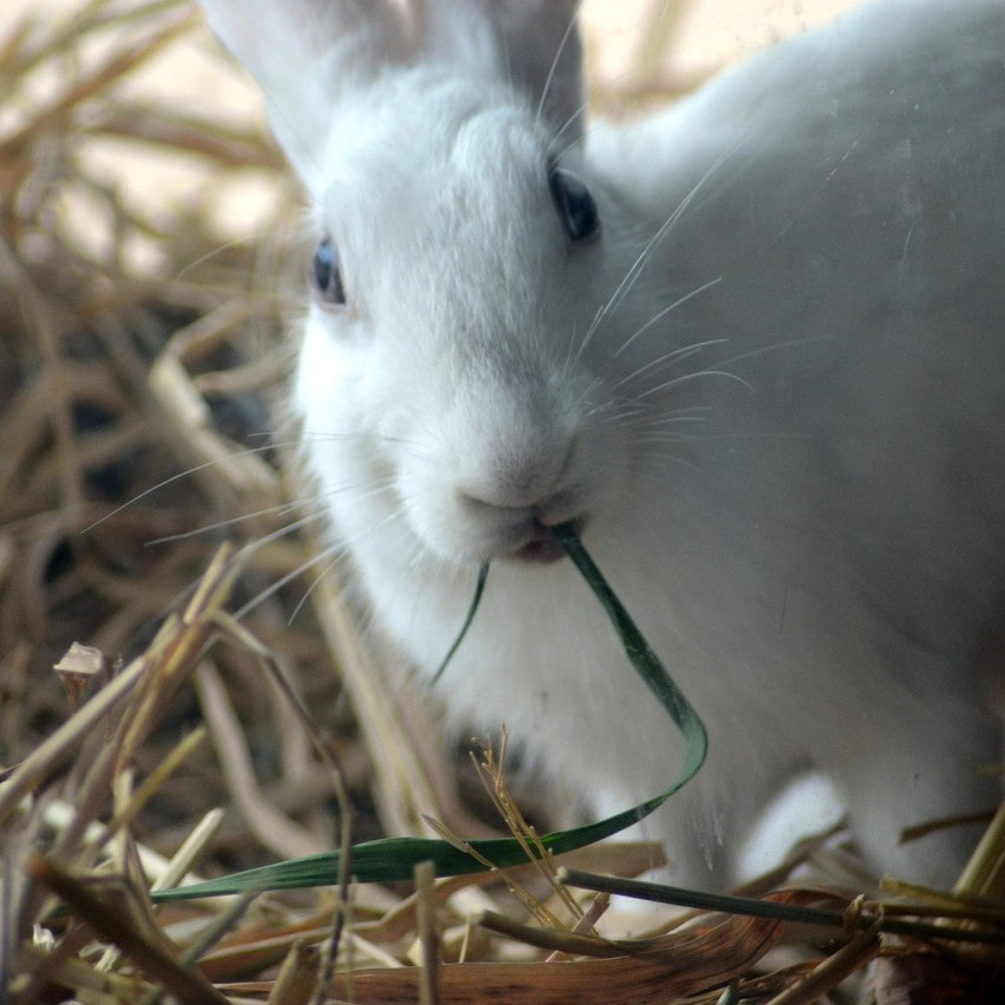 Rabbit Daily Essentials