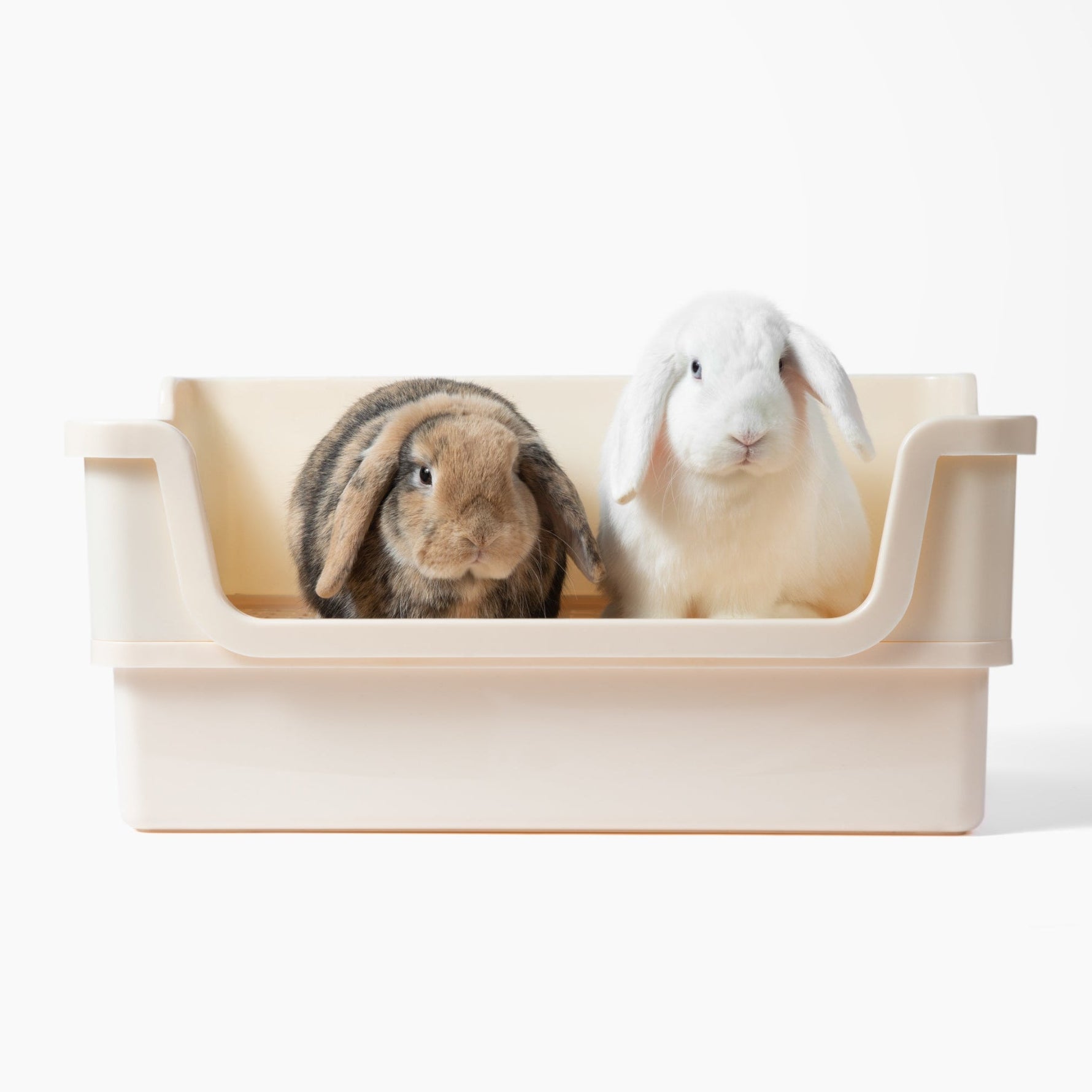 Rabbit Litter Box: Your Bunny Will Love This