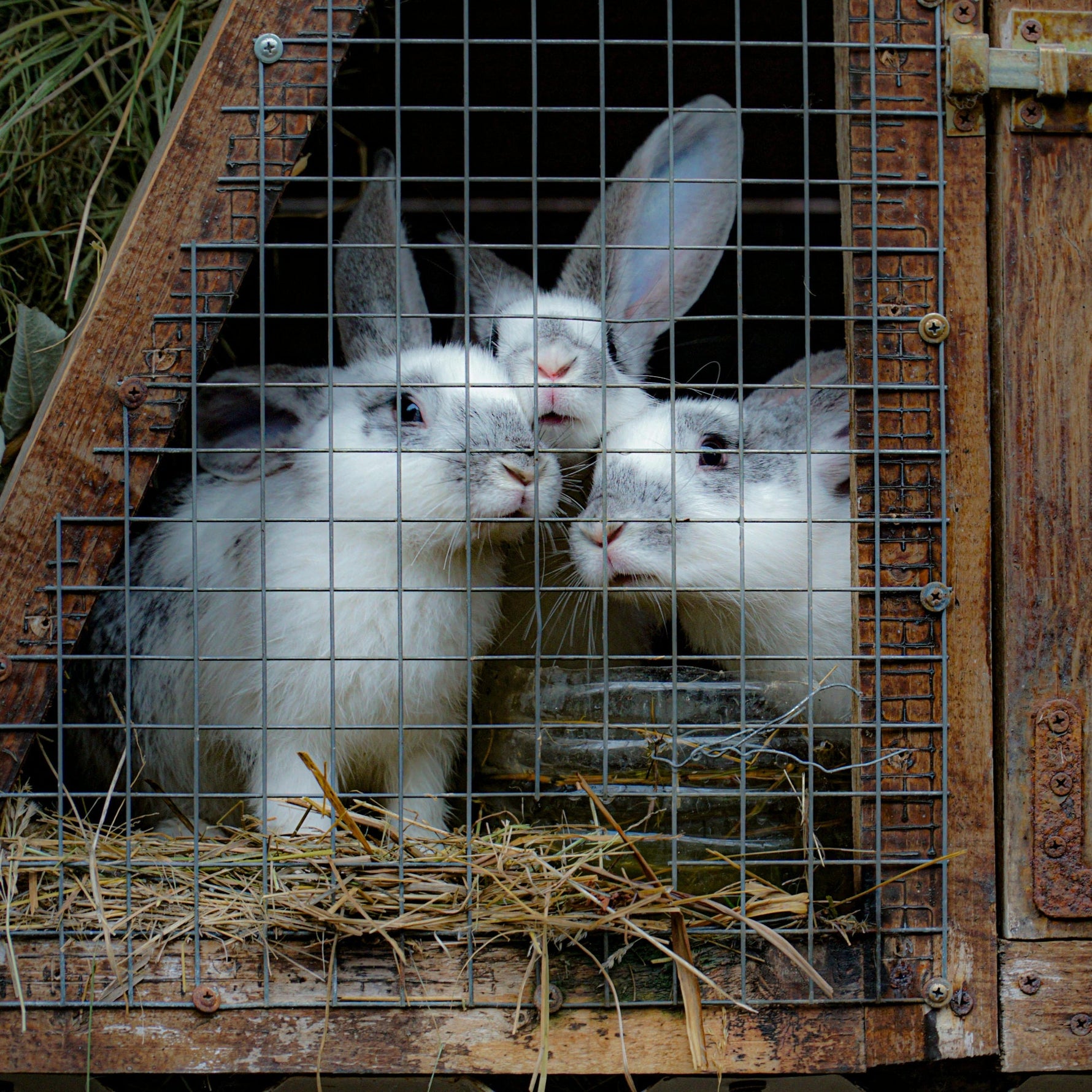 Rabbit Rescue: 4 Reasons to Adopt a Bunny