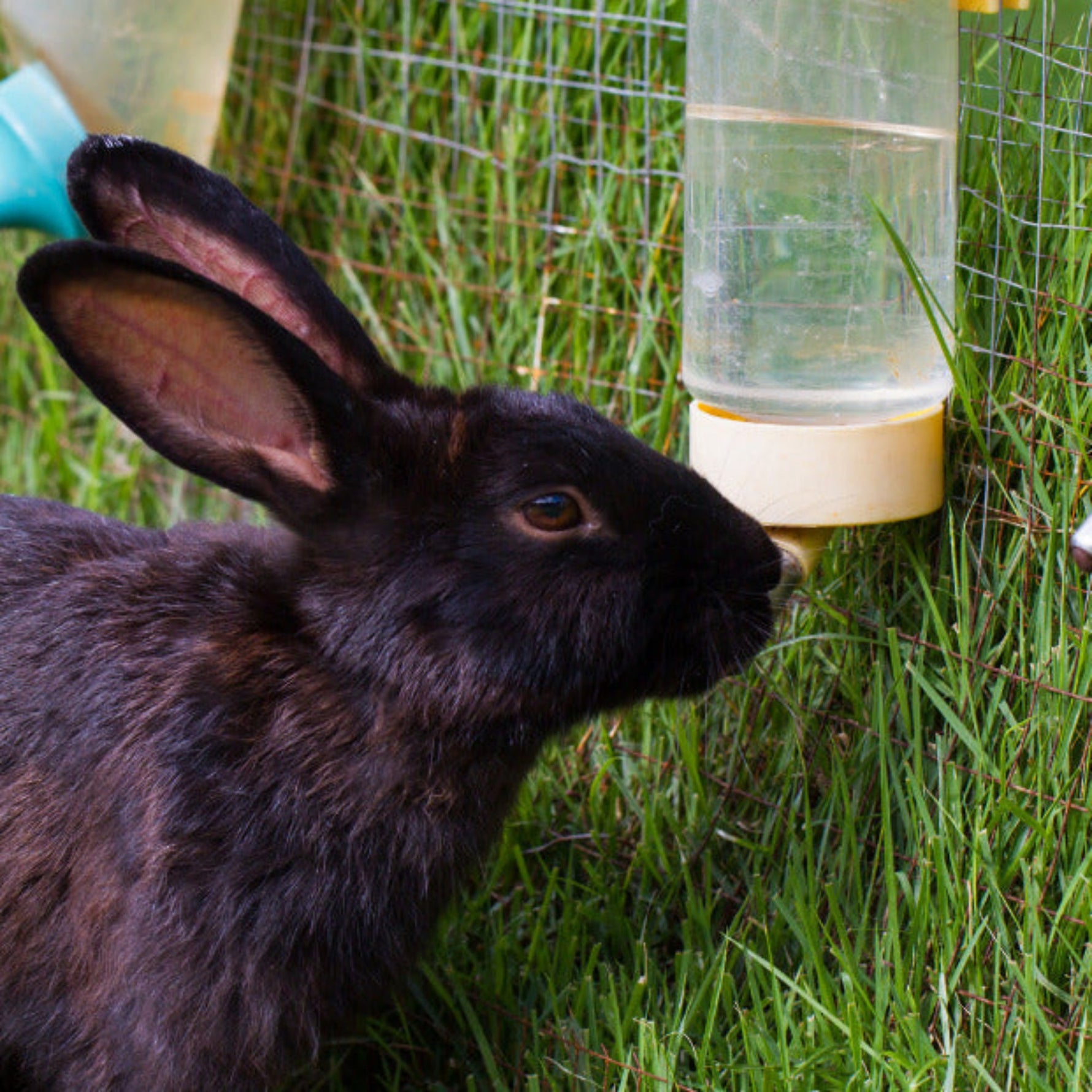 Rabbit Water Bowl vs. Rabbit Water Bottle