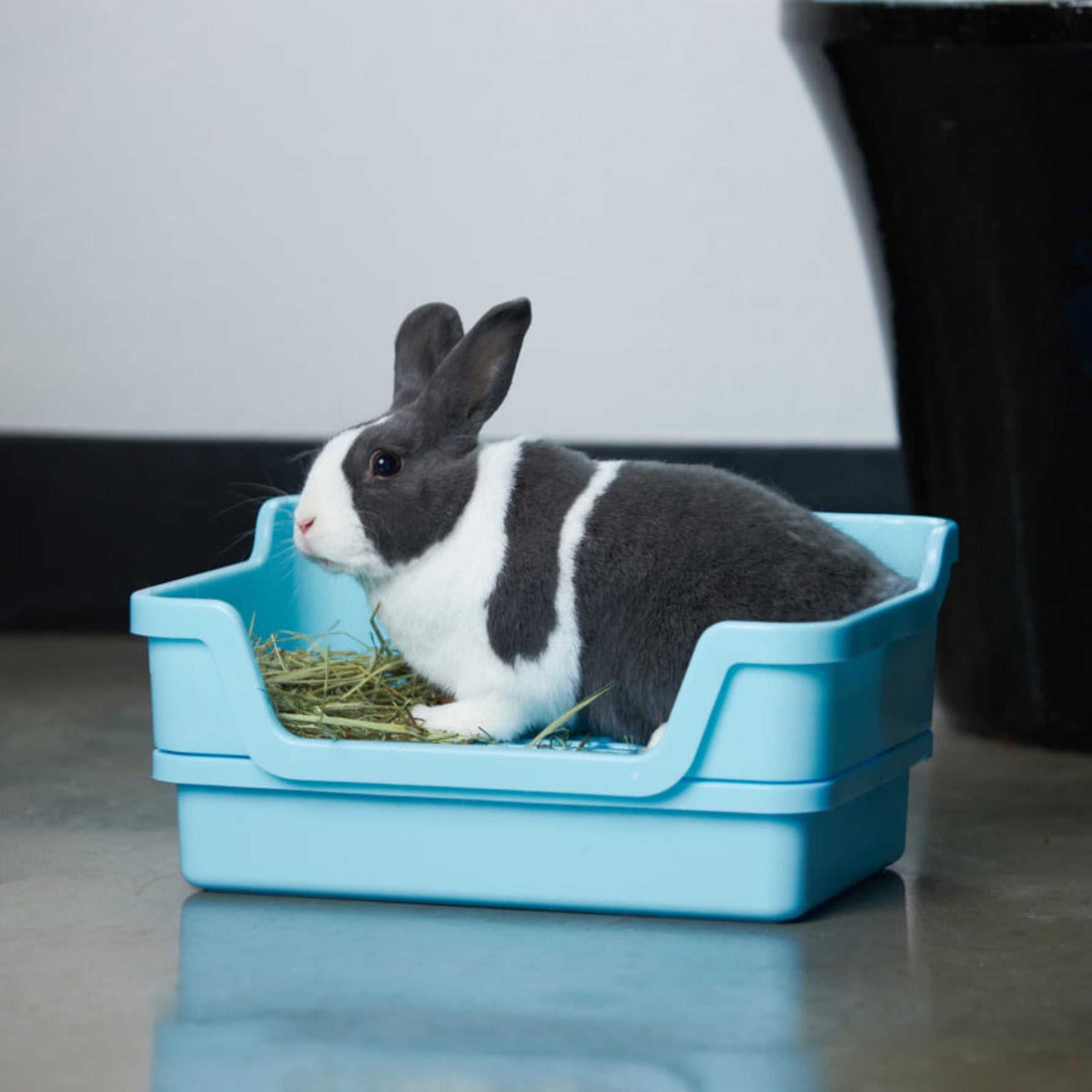 Revolutionize Your Rabbit's Space with Bumbox Rabbit Litter Box
