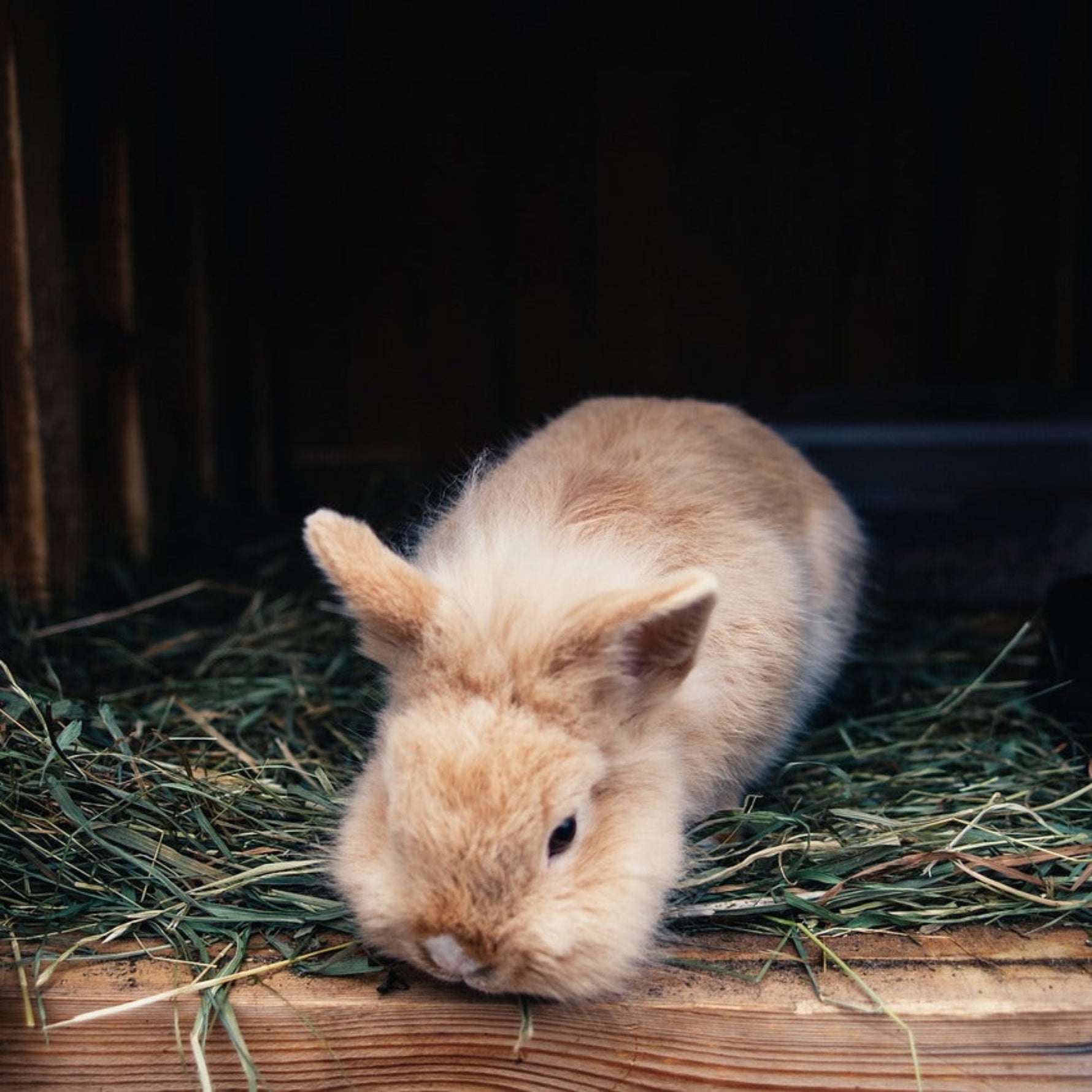The Best Hay for Rabbits