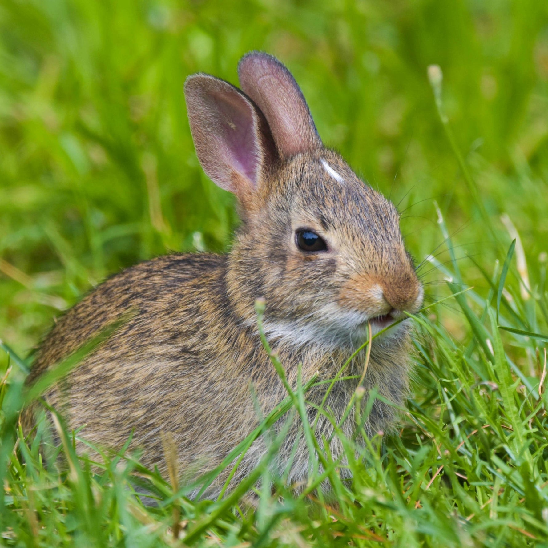The Essential Role of Rabbits in Ecosystems