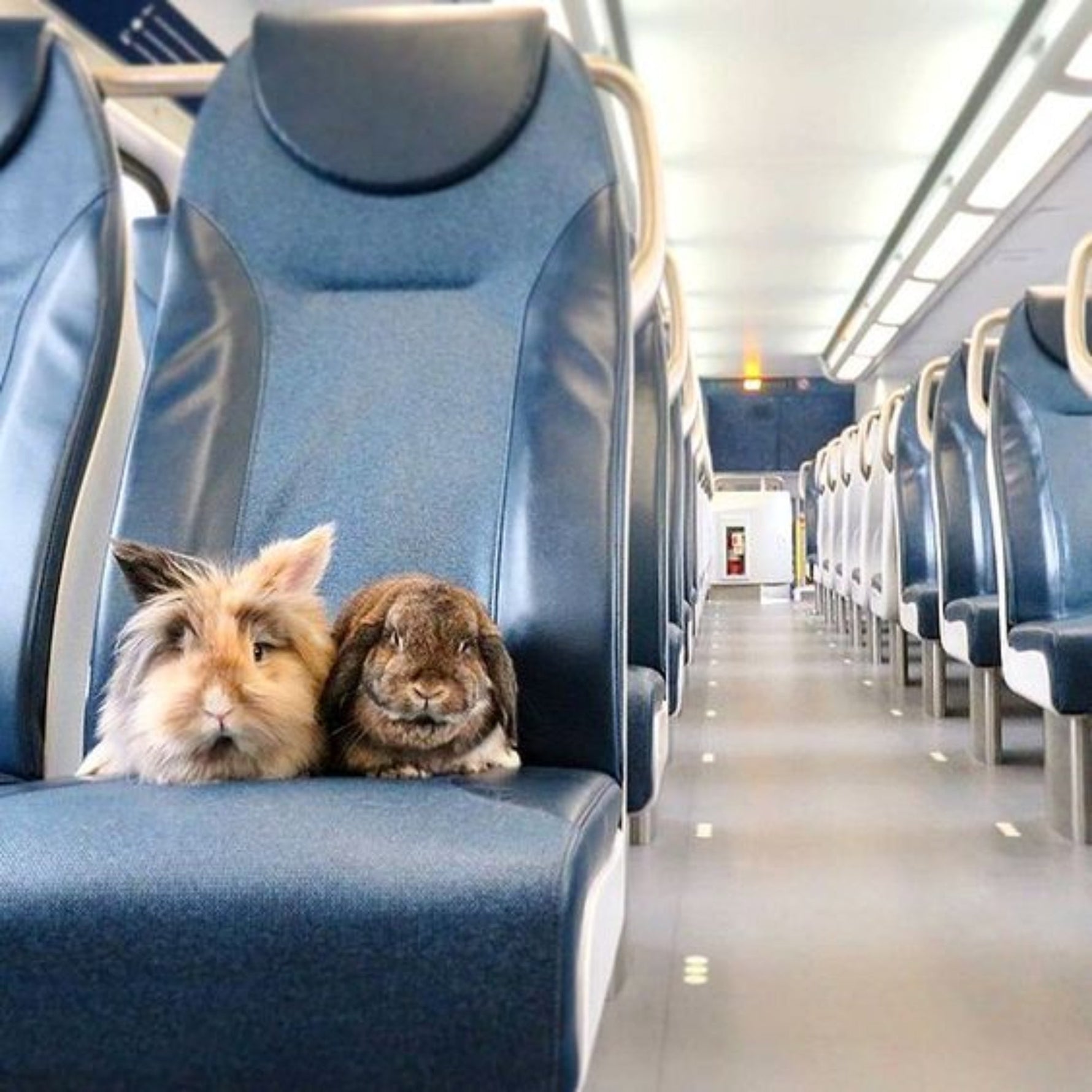 Travel With a Rabbit