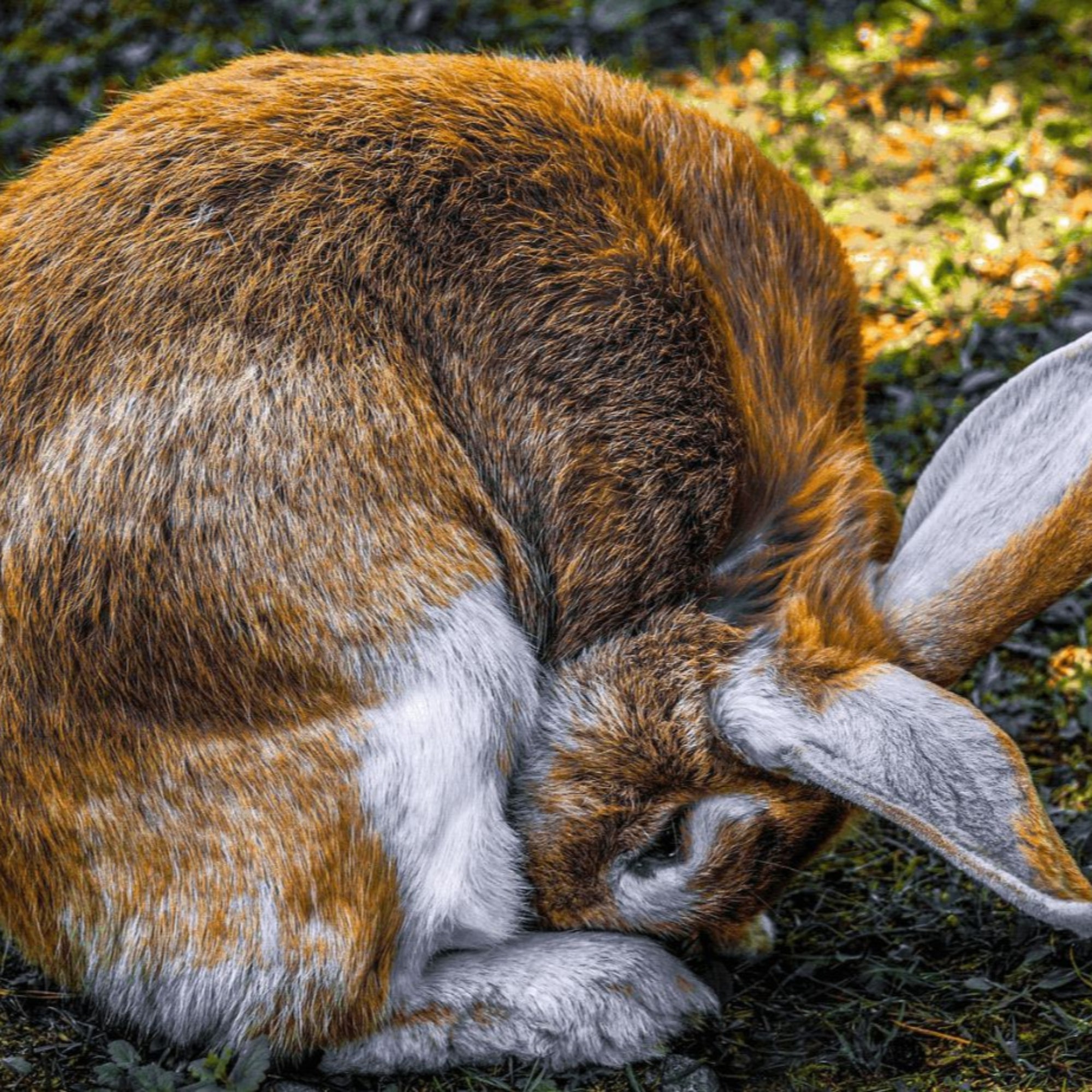 Understanding Rabbit Body Language | HoppScotch.bun