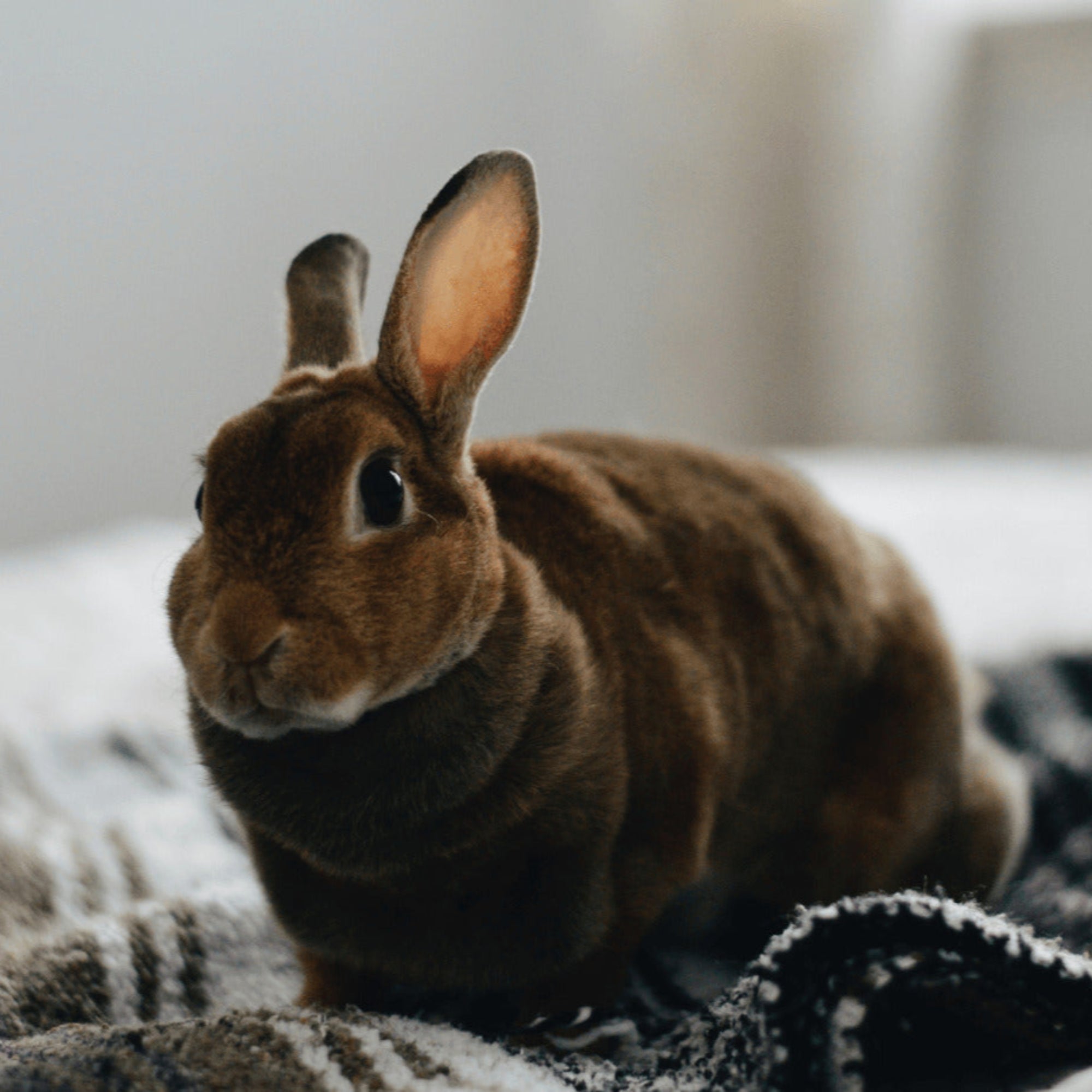 Unsafe Rabbit Products | HoppScotch.bun