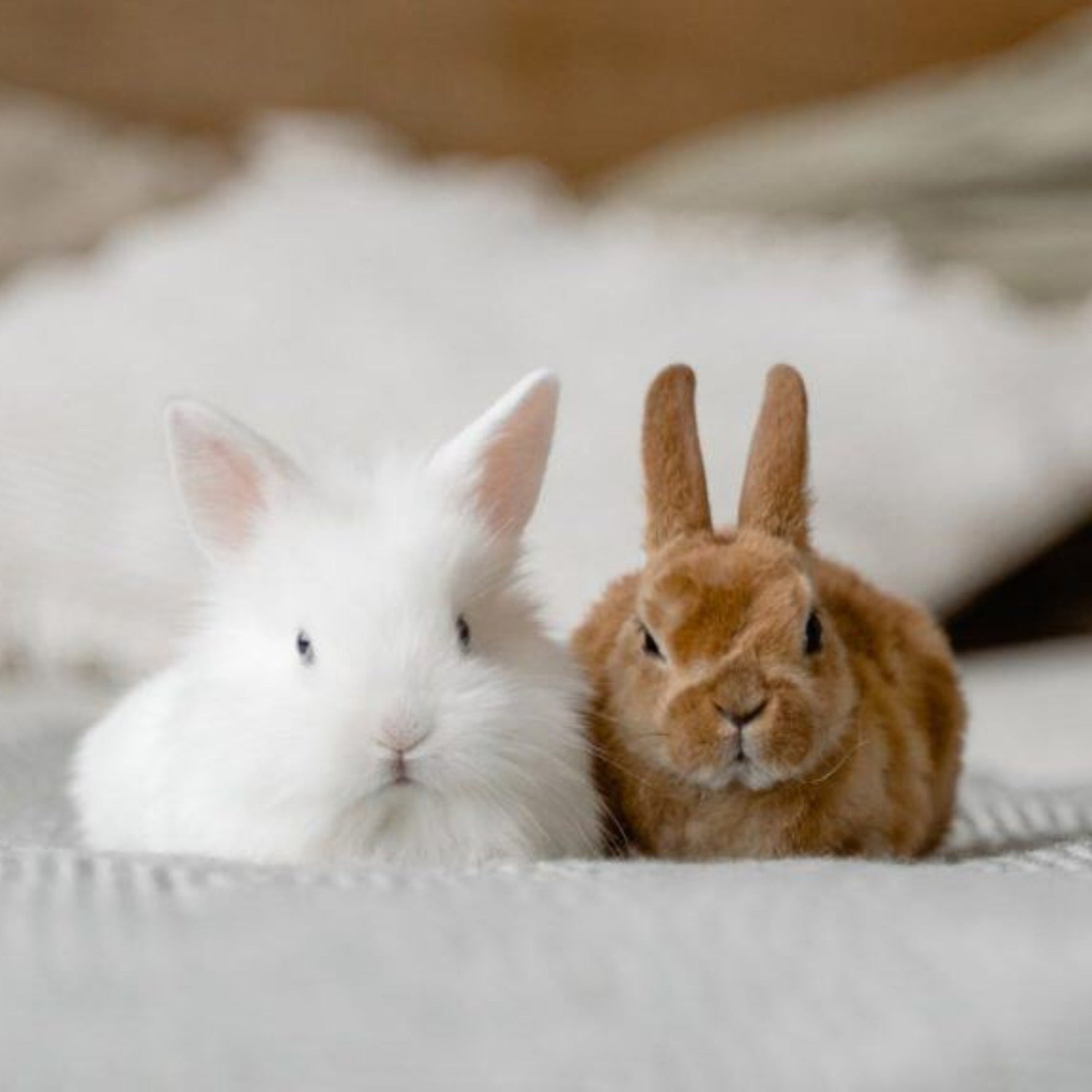 Useful Bunny Life Hacks