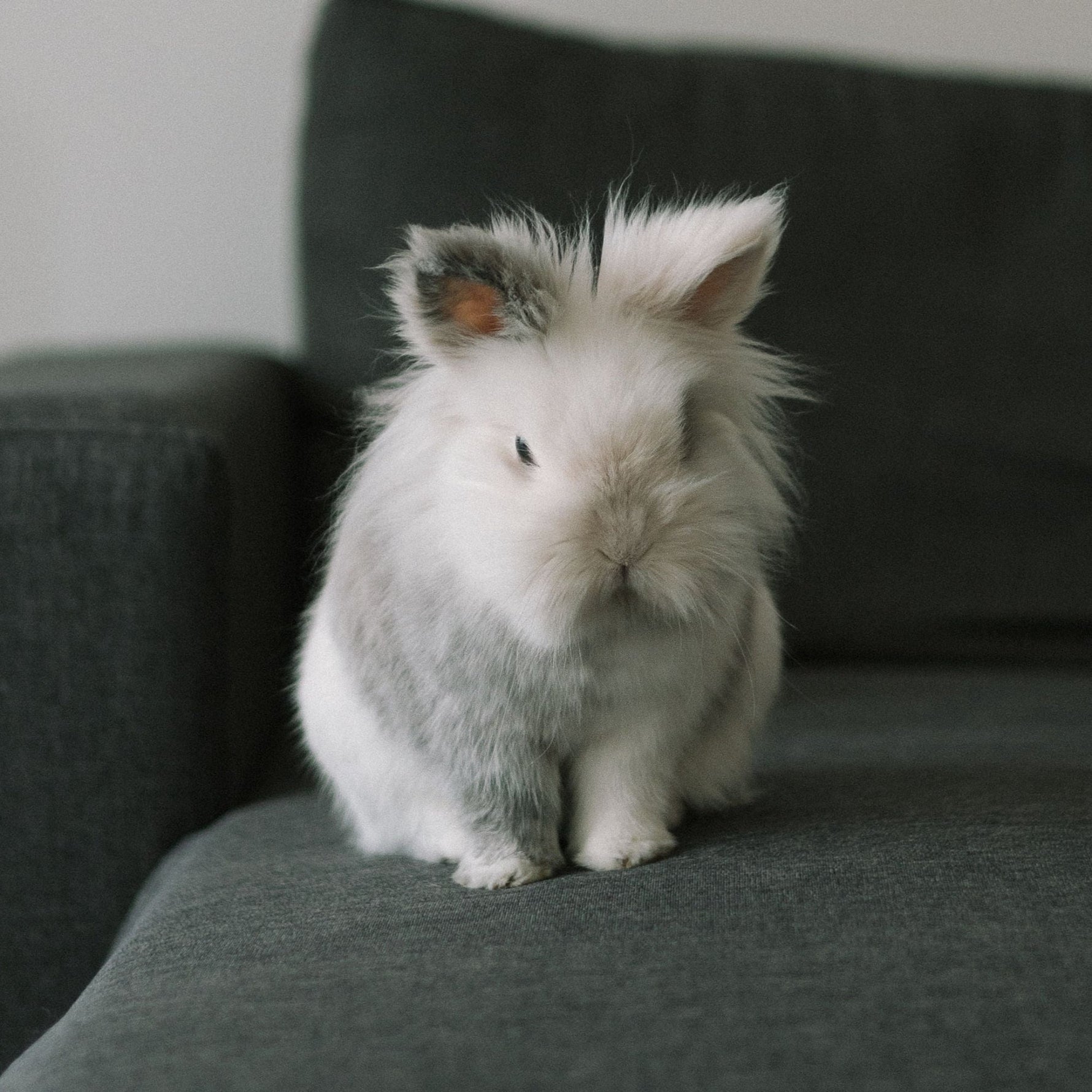 Why is My Rabbit Aggressive?